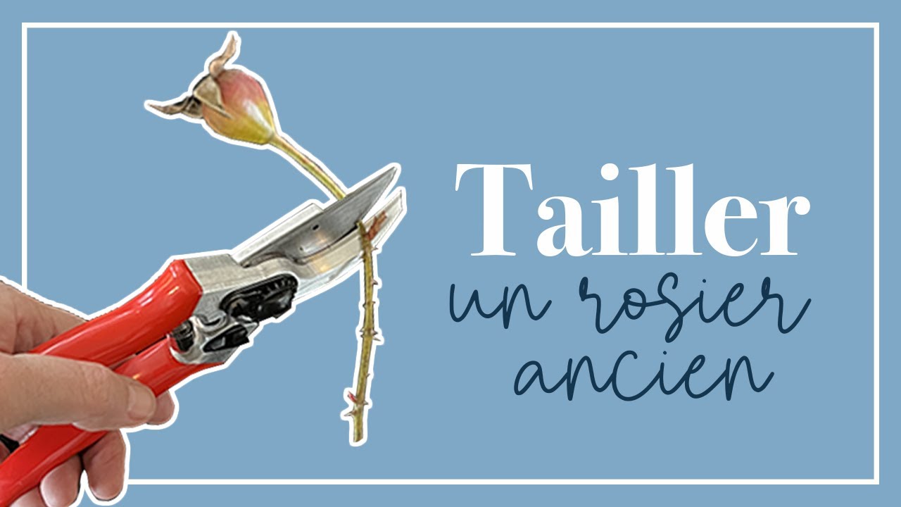 Arrêtez de tailler vos rosiers anciens comme on le faisait autrefois!