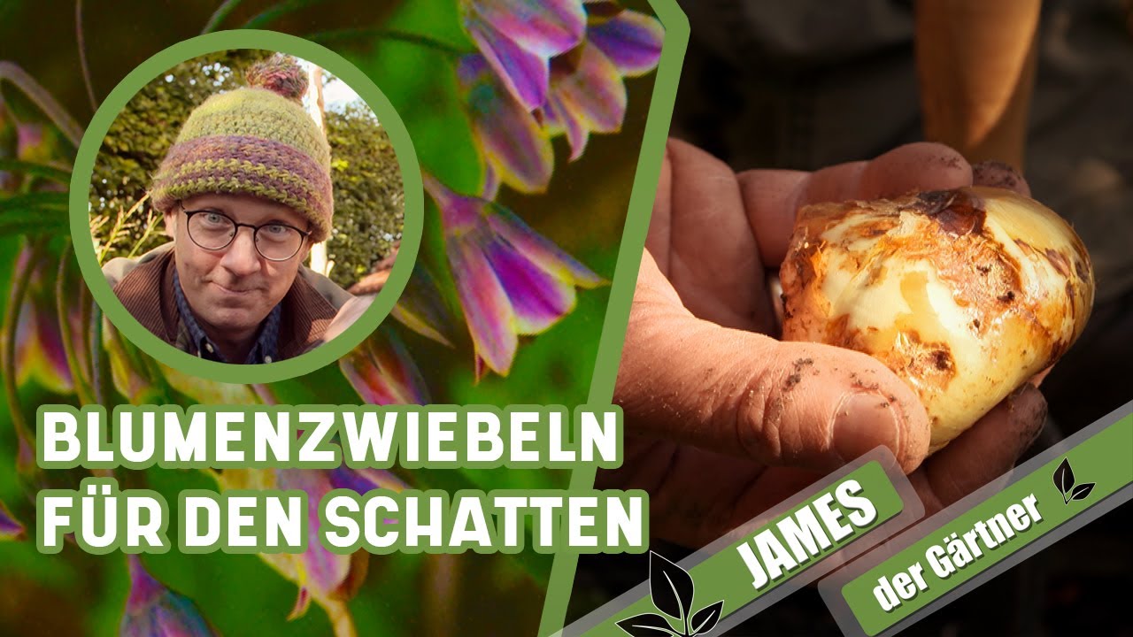 Tulpe und Co. an schattige Standorte im Garten pflanzen | James der Gärtner