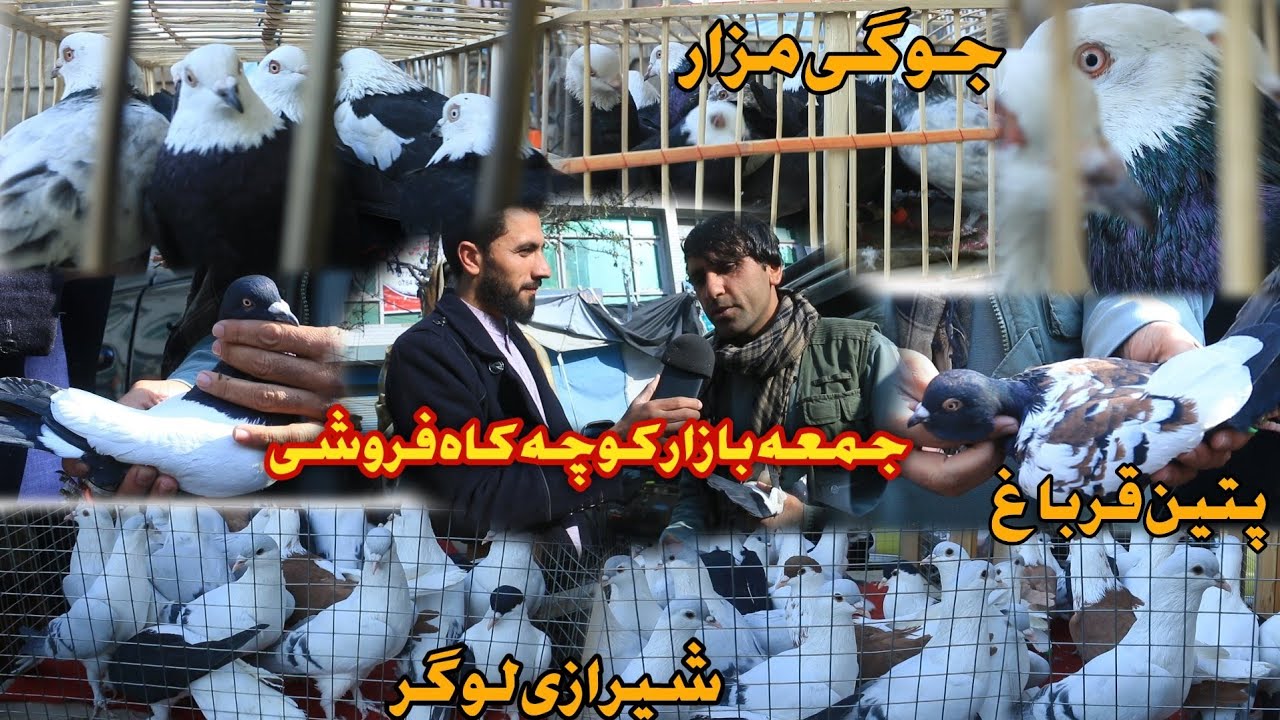 جوگی های مزار، پتین های قرباغ، شیرازی لوگر در جمعه بازار کوچه کاه فروشی کابل Friday Pigeon Market ♥