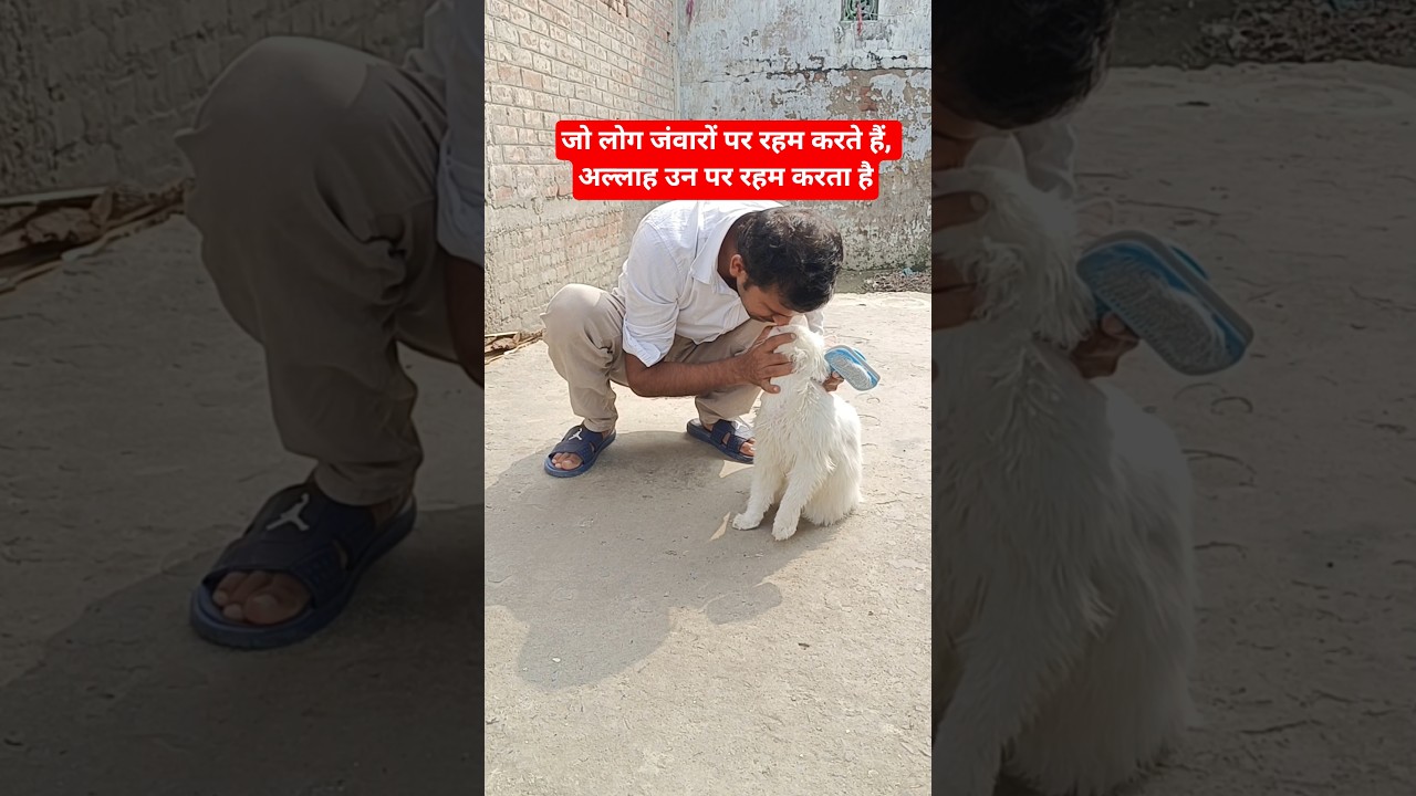 Jo log janwaron par reham karte hain,Allah un par reham karta hai #viral #viralshorts #cat