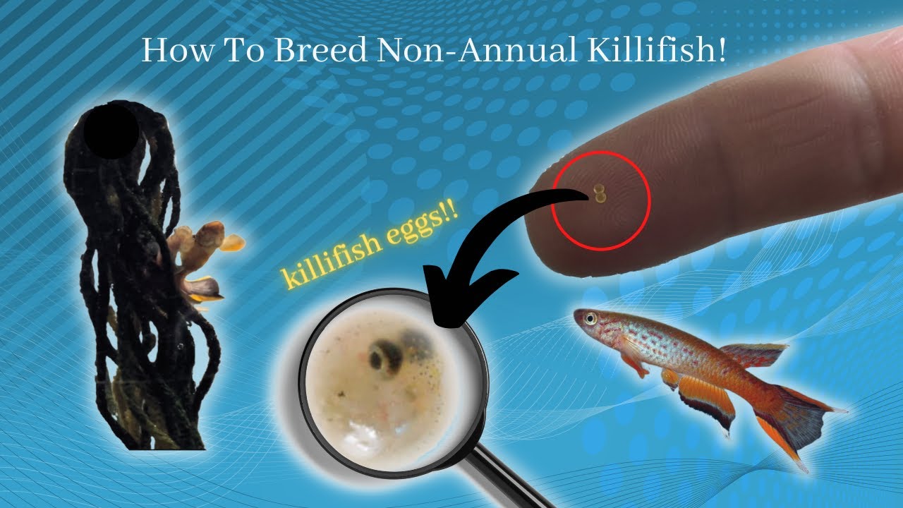 How to Breed Non Annual Killifish!