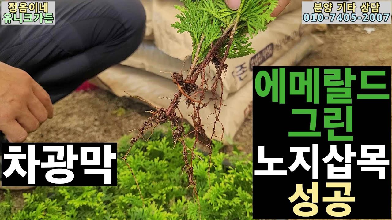 2023-40 에메랄드그린 삽목성공/ 평창에서 자연의 시간에 맞춘 자연스러운 노지삽목 / Emerald green arborvitae propagation