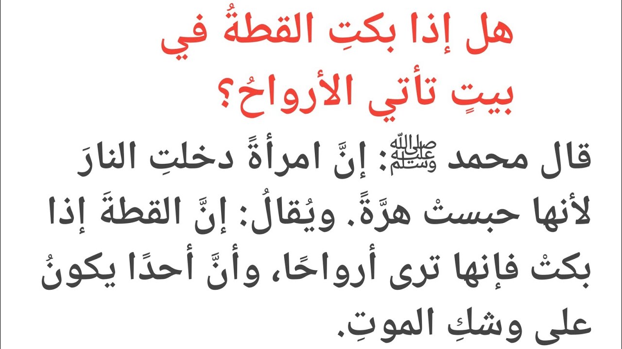 مكانة القطة في الإسلام وحقائق علمية عن تربيتها بين السنة والمعتقدات الشائعة