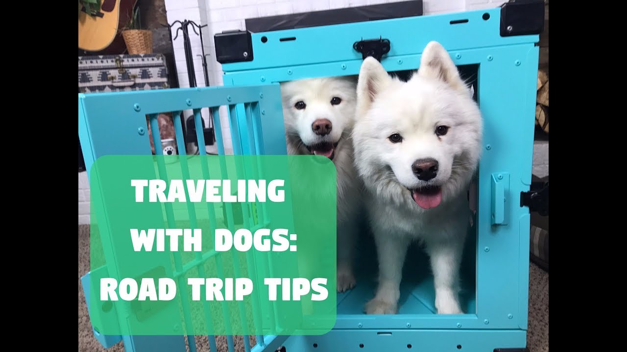 Traveling with Dogs: Road Trip Tips with Impact Dog Crates