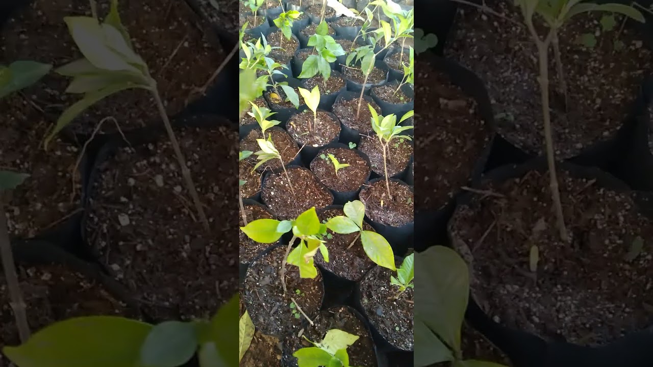 Como reproducir facilmente planta de Gardenia
