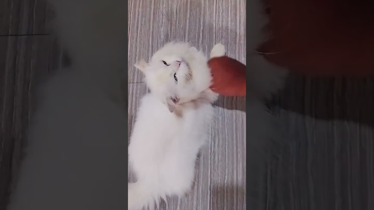 Persian Cat | 