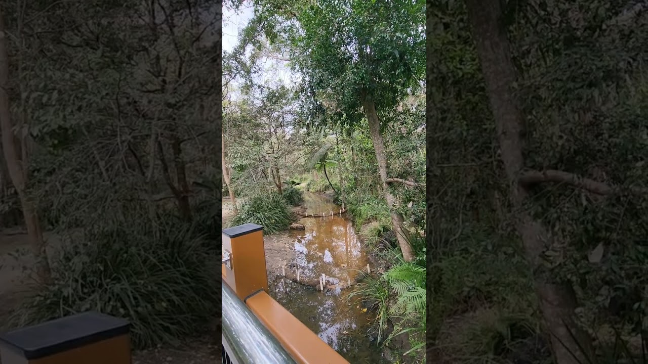 Brisbane Australia Bush Walk 🌳 🚶&zwj;♀️ 🤗💚 #australiabush #australiannature #bushwalking