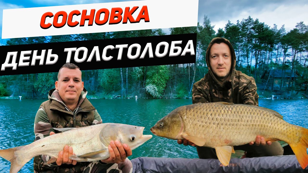Ловля карпа и толстолоба | Сосновка