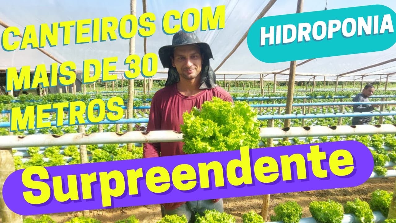 HIDROPONIA COM MAIS DE 30 METROS DE COMPRIMENTO. Qual a maior distância do canteiro de alface?
