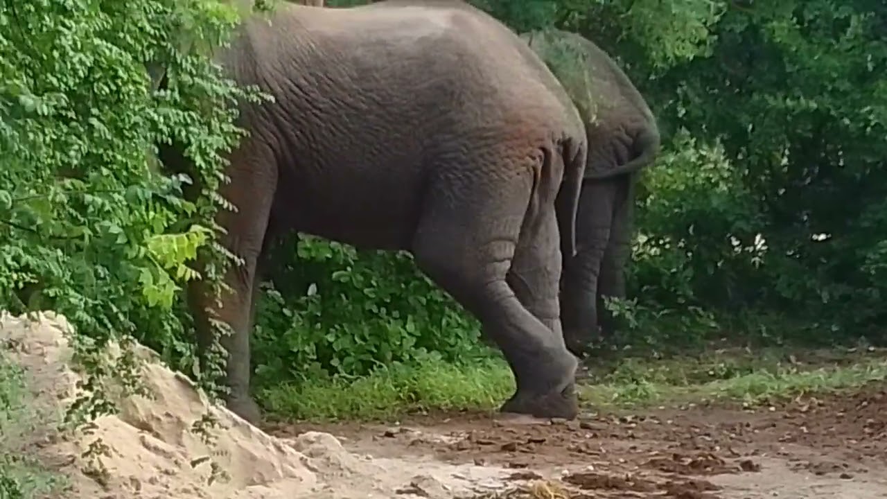 Elephants feeding ,two guants male