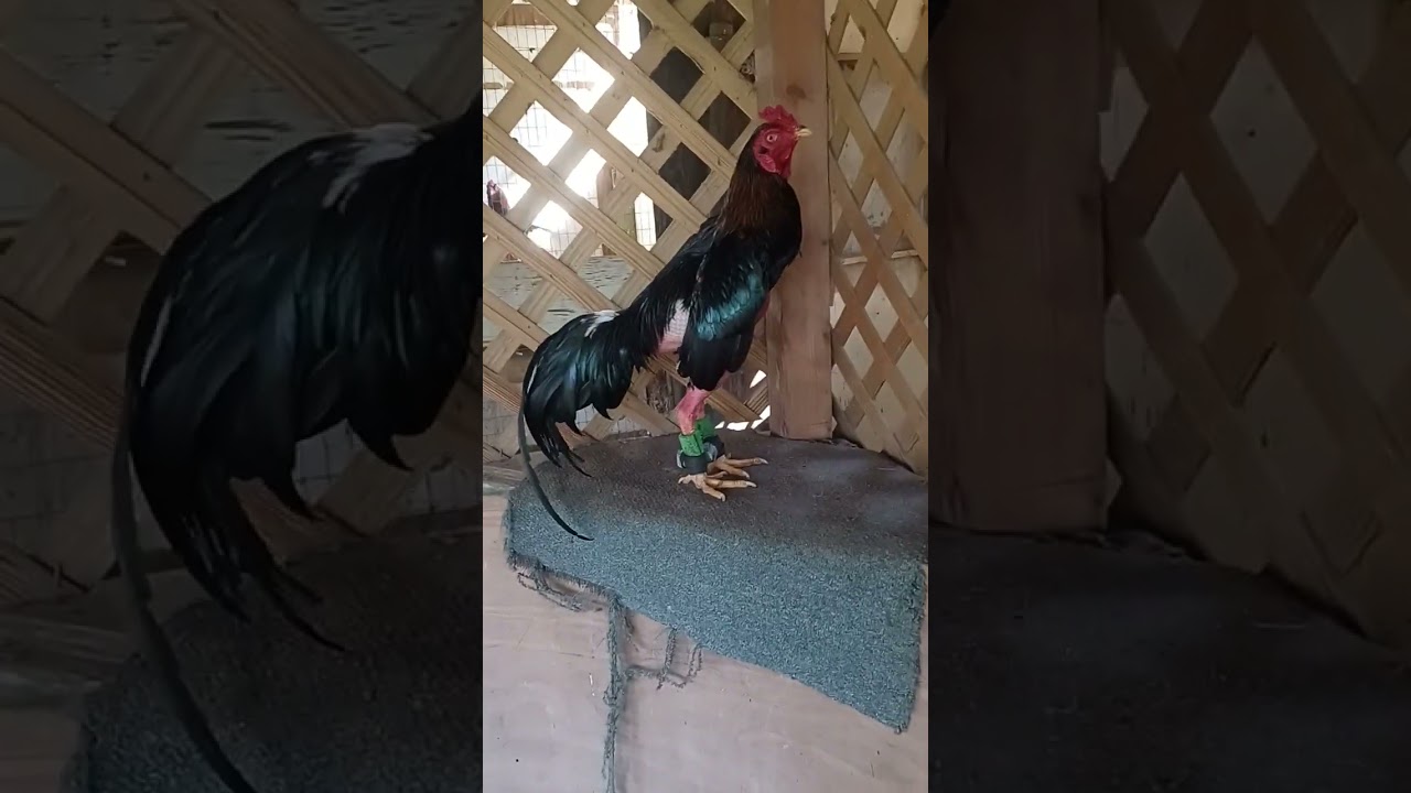 mi método de cuido para los gallos orientales parte 1