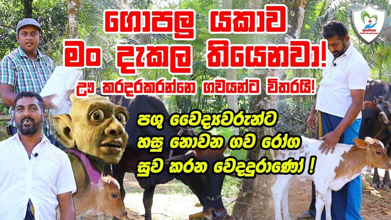 ගොපලු යකාව මං දැකල තියෙනවා! - Veterinarian in Sri Lanka who specialized in the cow! (video included)