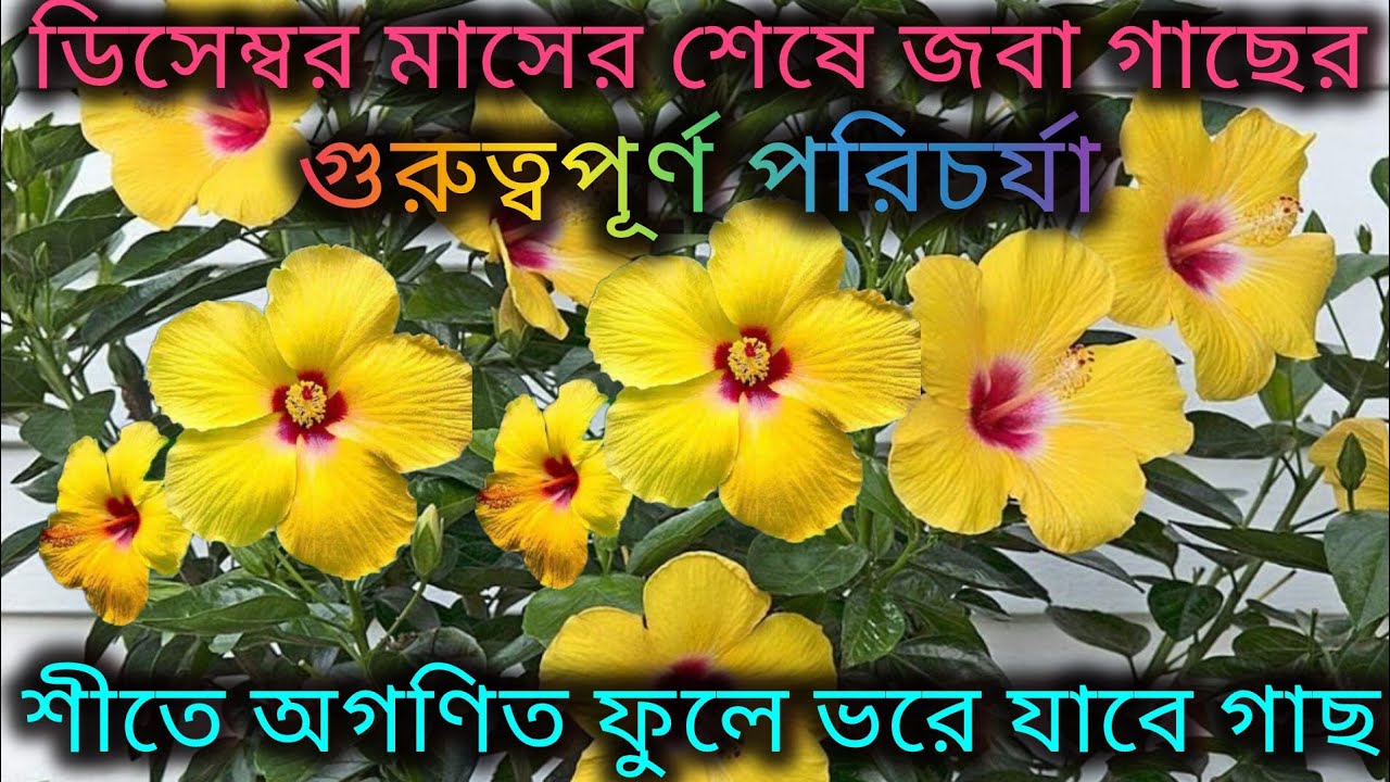 ডিসেম্বরের শেষে জবা গাছের গুরুত্বপূর্ণ পরিচর্যা/Hibiscus plant care in winter/ Homemade fertilizer.