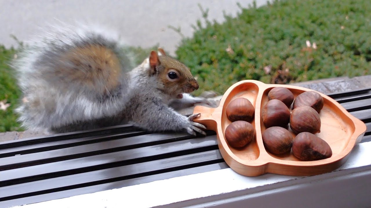 Squirrels' reactions to chestnuts