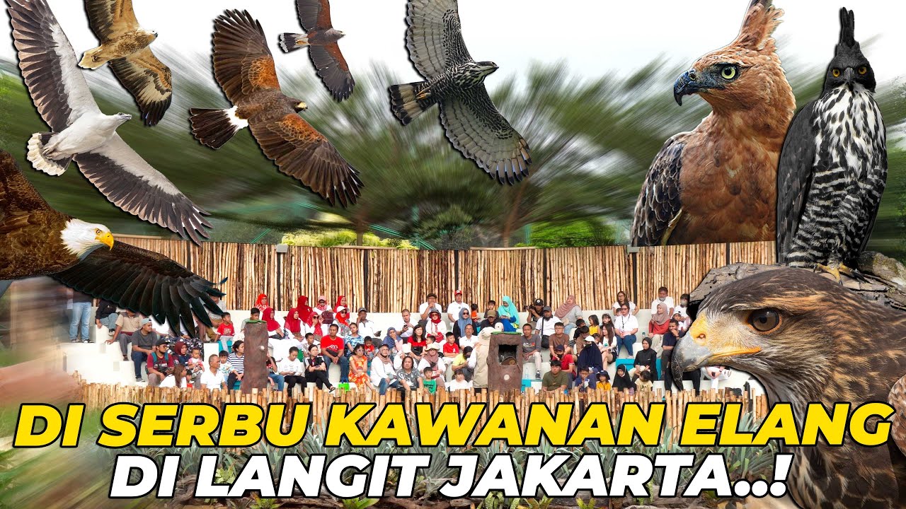 GREGETTT..!! AKSI KAWANAN ELANG INI BIKIN HEBOH TMII..!