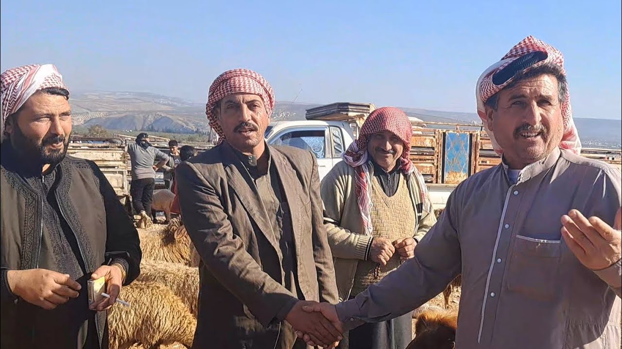 سوق عفرين يوم الاثنين/ 4 / 12 / 2023 / غنم مطافيل/ خروف لحم/ خروف رباطة/ غنم عشار/ فطيمة استطلاع