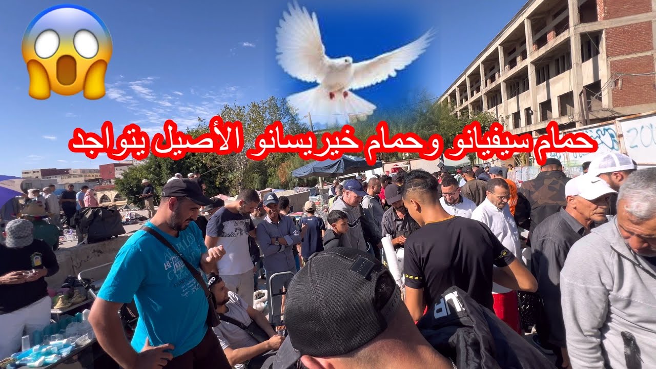 حمام-# سيفيانو❤️ #وحمام_#خيريسانو الأصيل 😱يتواجد اليوم في _}السوق 🗣️🦻🏻❓طلب على وحمام قليل