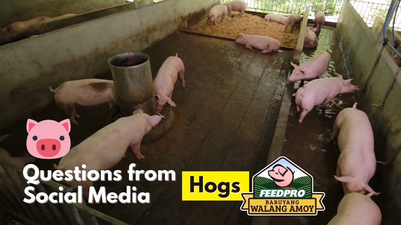 SERIES OF QUESTIONS FROM SOCIAL MEDIA - HOGS