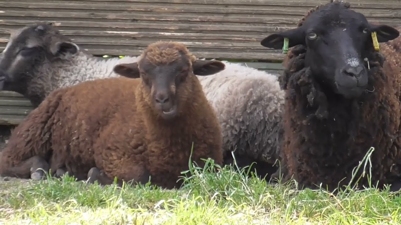 Black Sheep