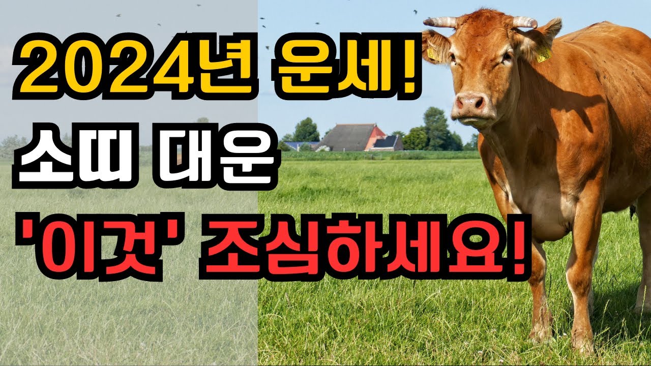 2024년 운세! 소띠 대운 &lsquo;이것&rsquo; 조심하세요! I 운세 I 풍수