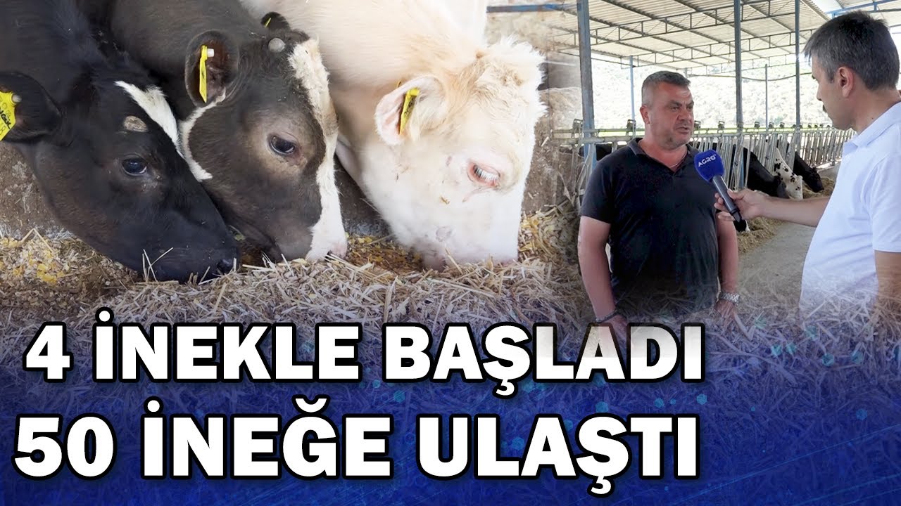 4 İnekle Başladı 50 İneğe Ulaştı! 5 Ayda Süt Verimini 5 Litre Artıran Formül / Gündem Sektör