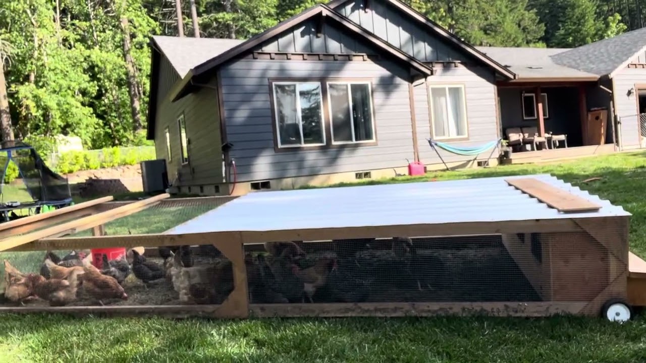 Egg Layer Chicken Tractor
