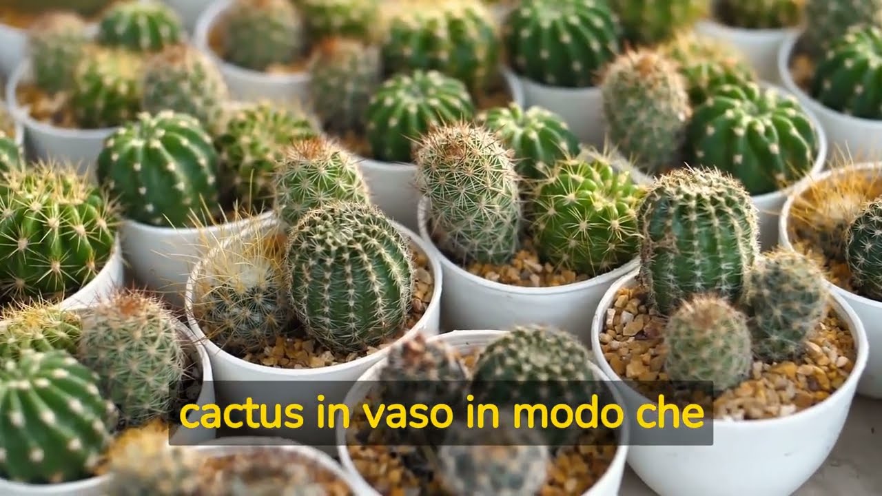 Come prendersi cura di un cactus in vaso in modo che non si secchi