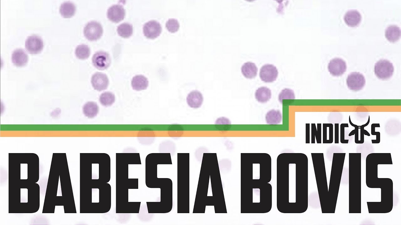 Babesia bovis