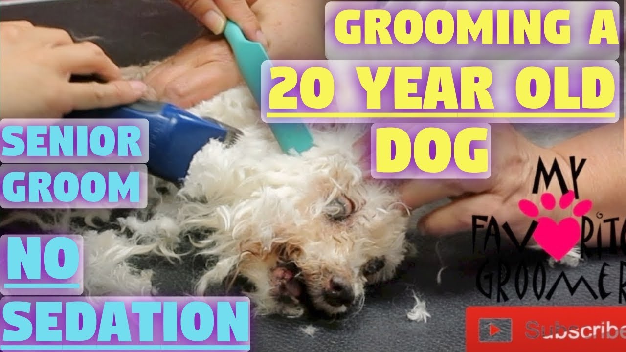 Grooming a very senior dog