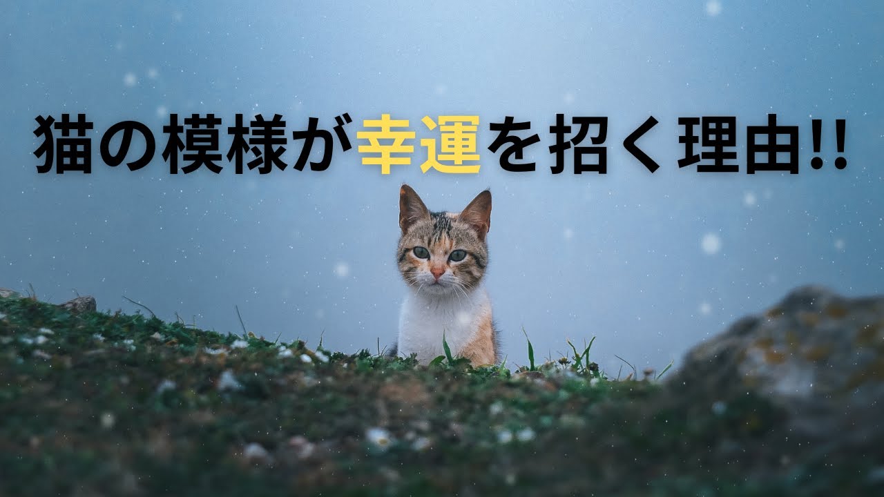 「猫の模様と毛色で運気アップ！スピリチュアルな意味を知ろう」