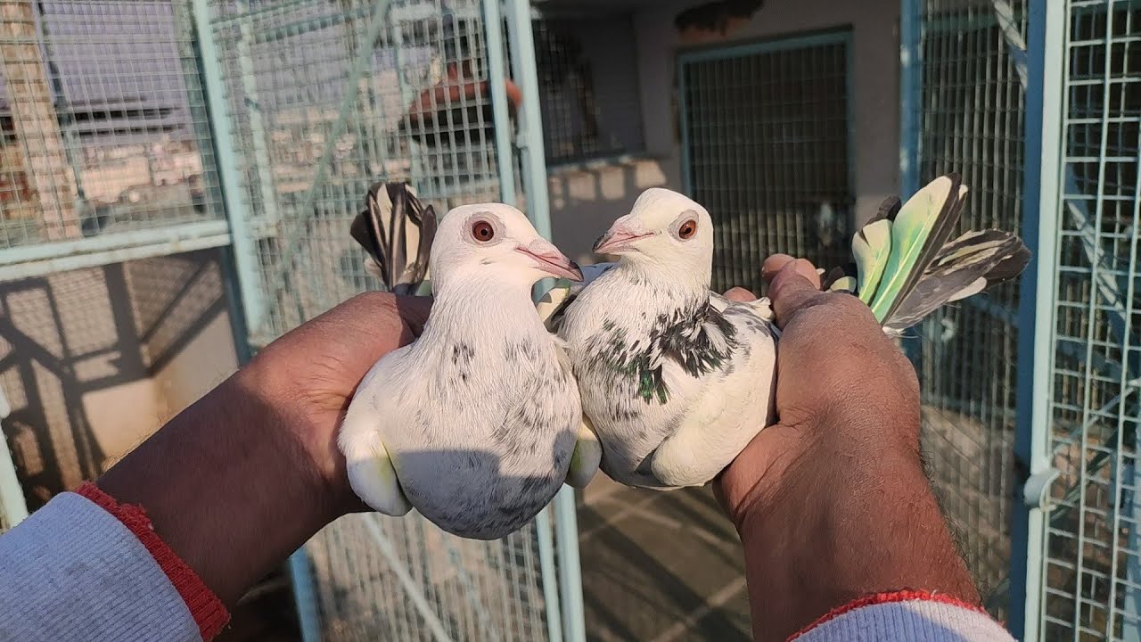 Princ Tyagi ji or Zakhir bhai ke Madrasi Part-1