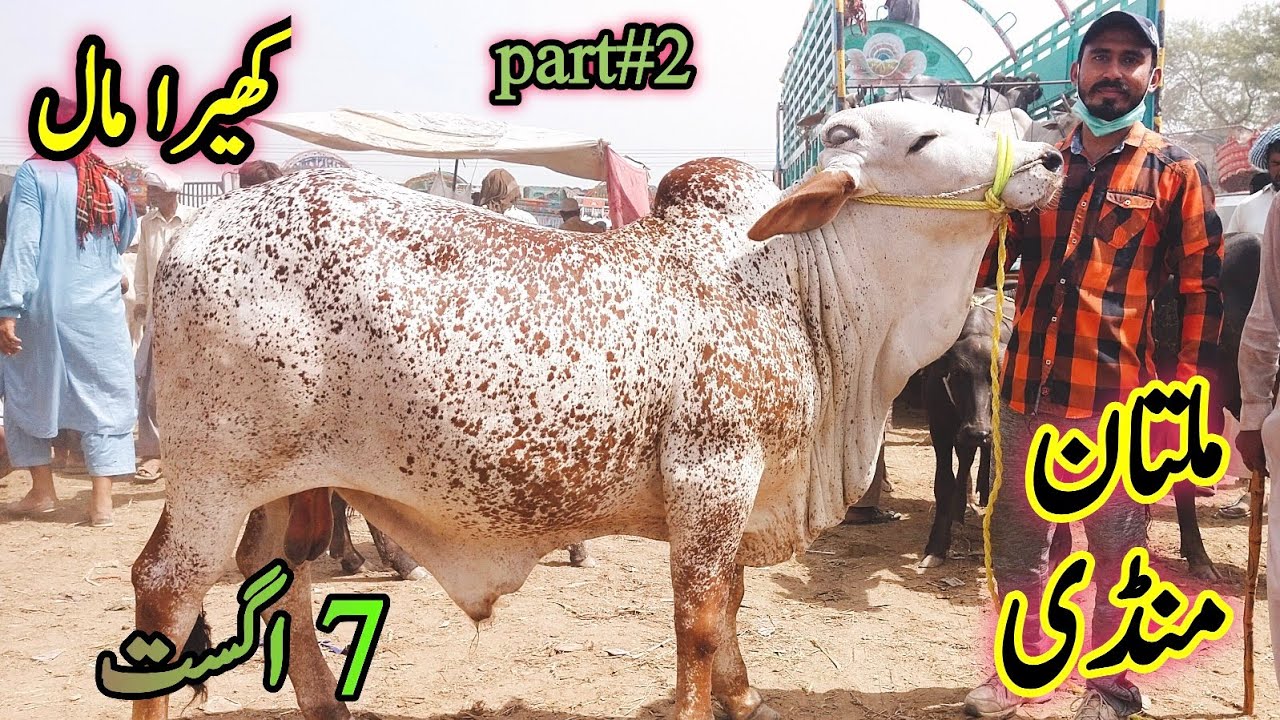 Beautiful Makhi Cheena Cholistani kheeraah Bachraa | part#2 |Qurbani 2022 k janwar | 7 August update