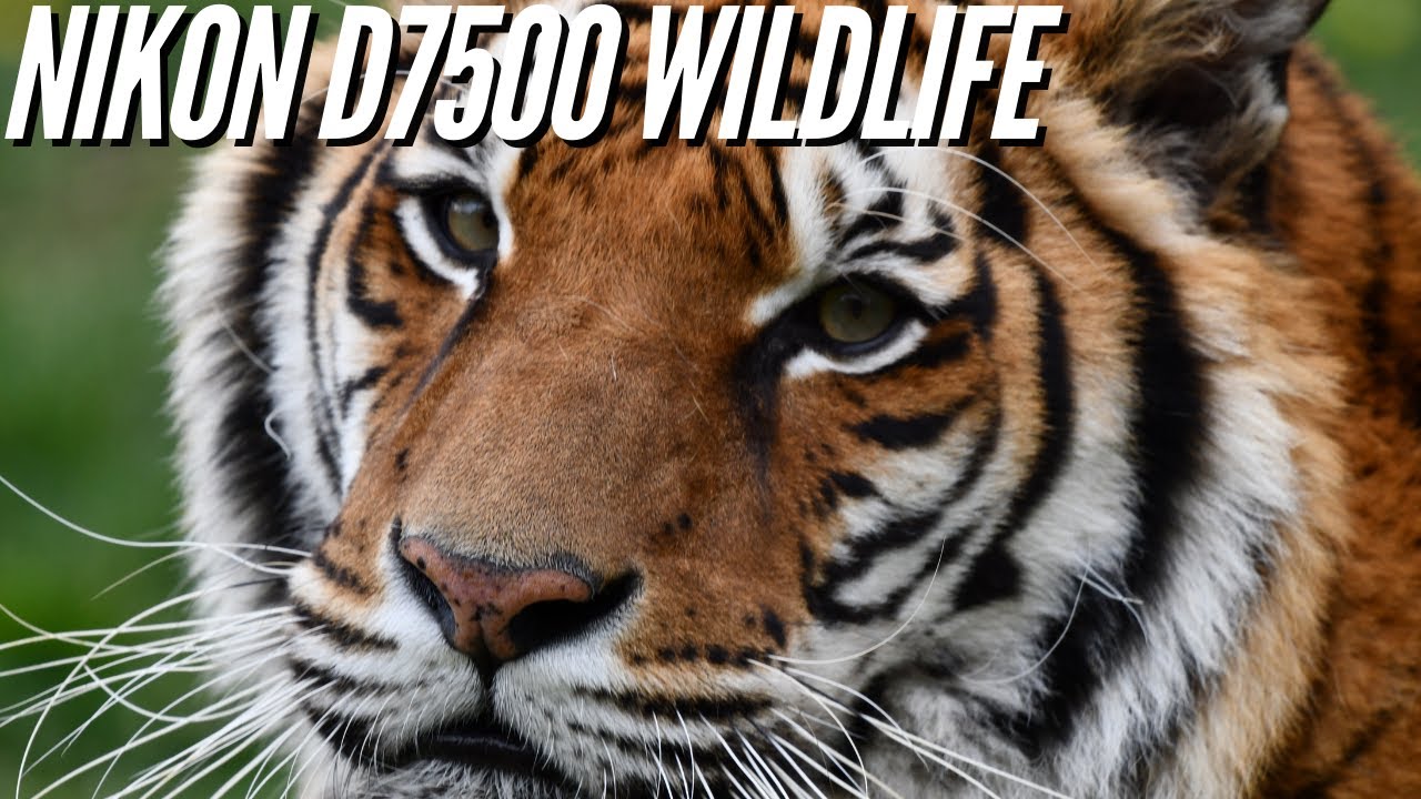 Nikon D7500 📸 Wildlife Photography - Image Quality