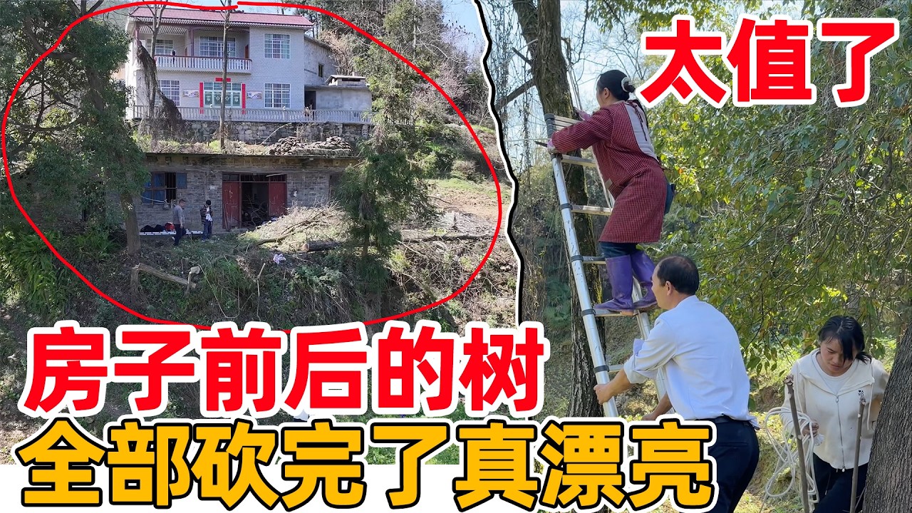 四万多买的房子，把前屋后的树全砍后，真是太值了 还送了三亩地