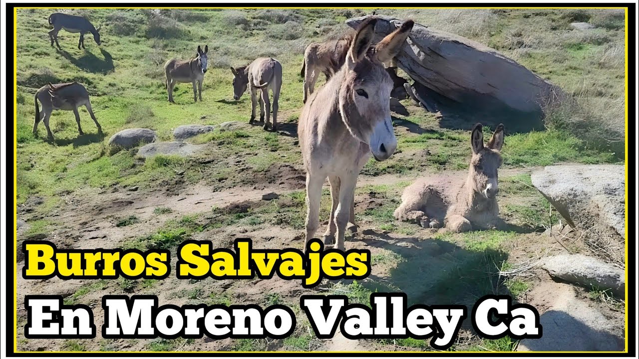 Burros Salvajes De California En Moreno Valley