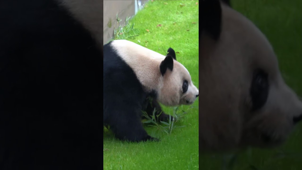 良浜ママ炸裂 Mama Panda Rauhin exploded #shorts