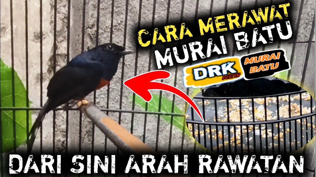 CARA MERAWAT MURAI BATU CEPAT GACOR   RAWATAN MURAI BATU INI CUKUP DARI SINI