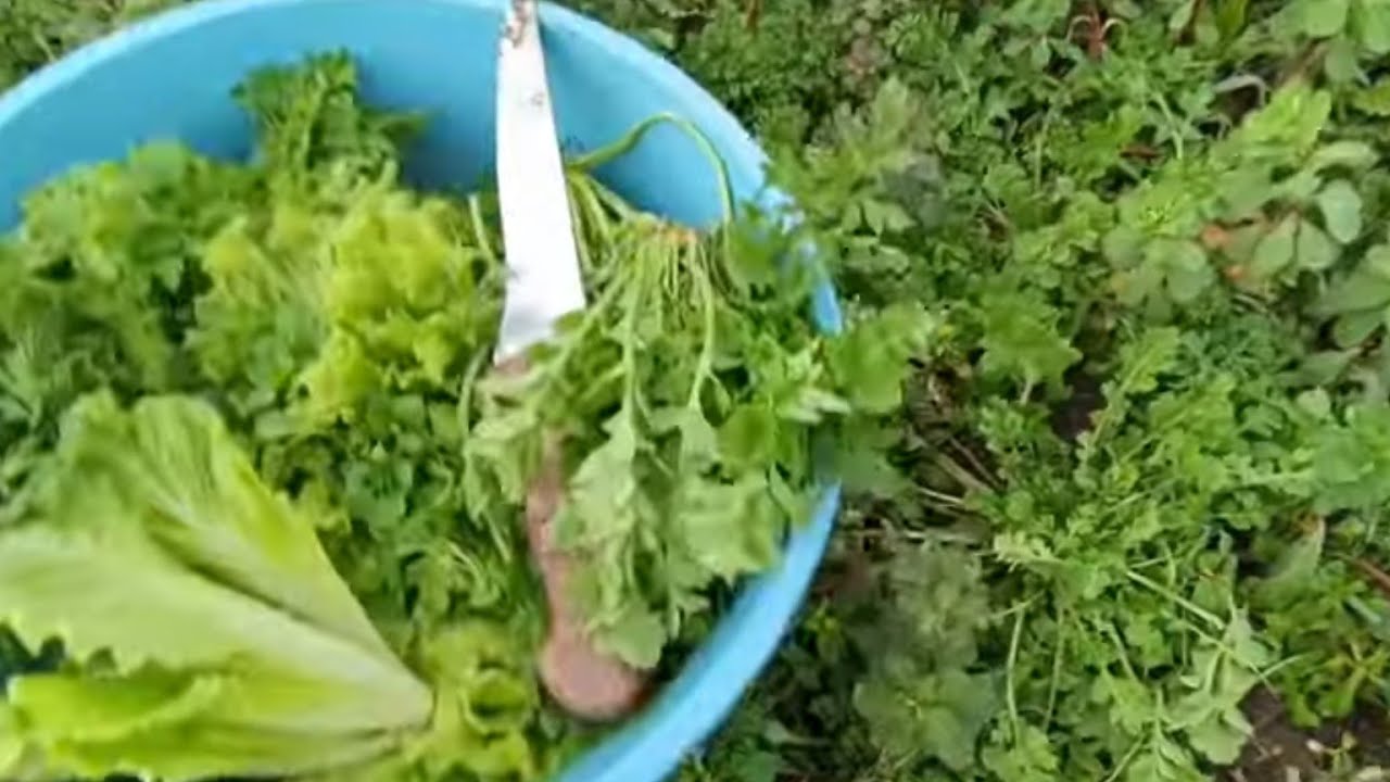 YOK BÖYLE SALATA 🥗 ŞİFALI OTLAR DAN SALATA YAPTIM KÖYDE BİR GÜN #keşfet
