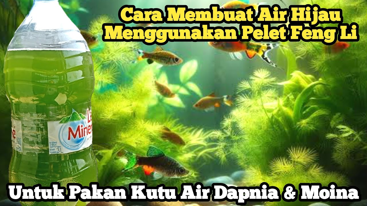 Cara Buat Air Hijau Menggunakan Pelet Feng Li Untuk Kultur Kutu Air Dapnia & Moina