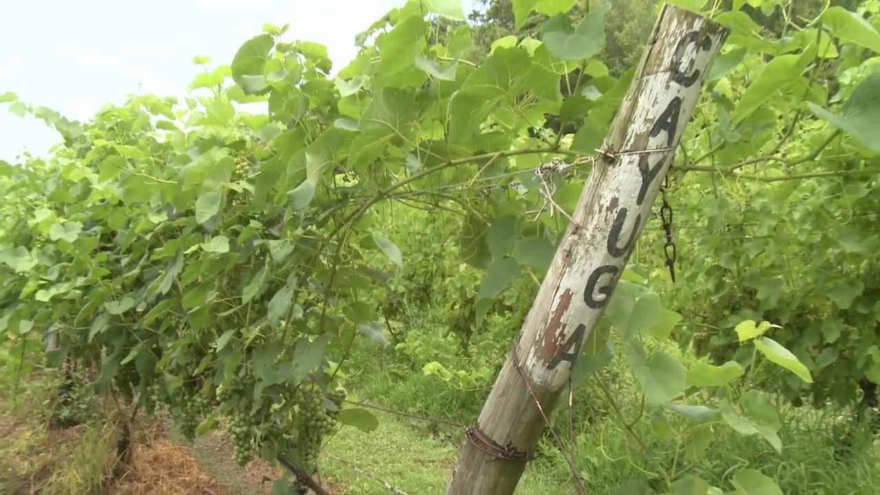 A Vineyard Worth Its Weight in Salt...