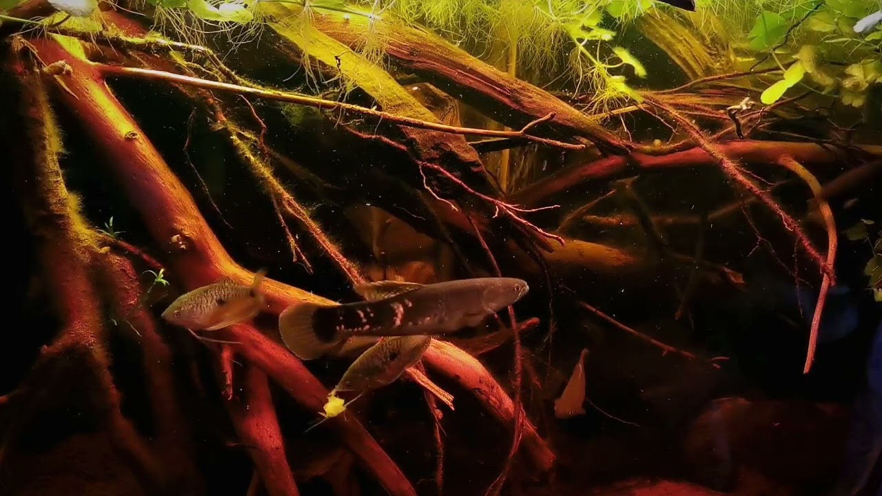 Erythrinus erythrinus WF feeding