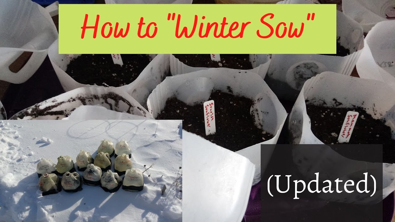 How to Winter Sow - UPDATED In-depth Video
