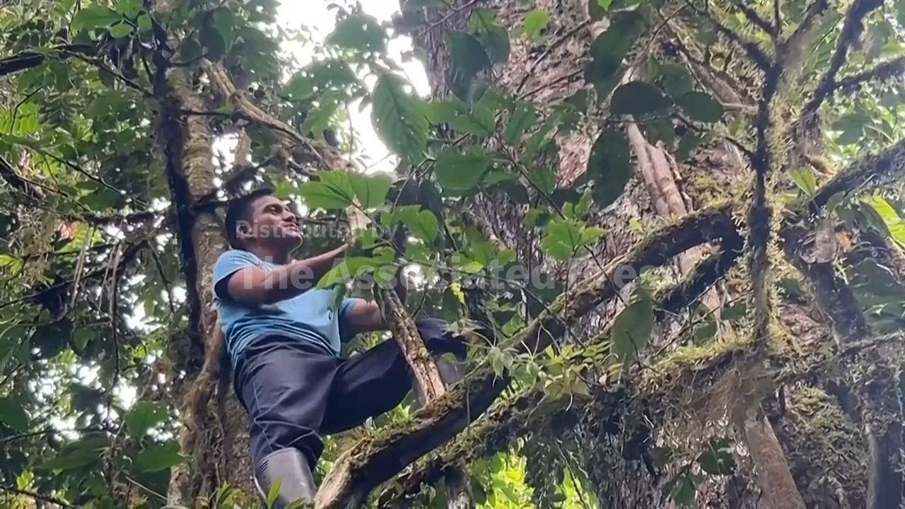 A farming family guards the seeds of disappearing Amazon plants