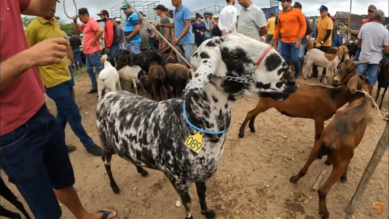 Feira de Caprinos Ovinos e Suínos de Tabira Pernambuco A primeira do Mês 02/04/2025 #nordeste