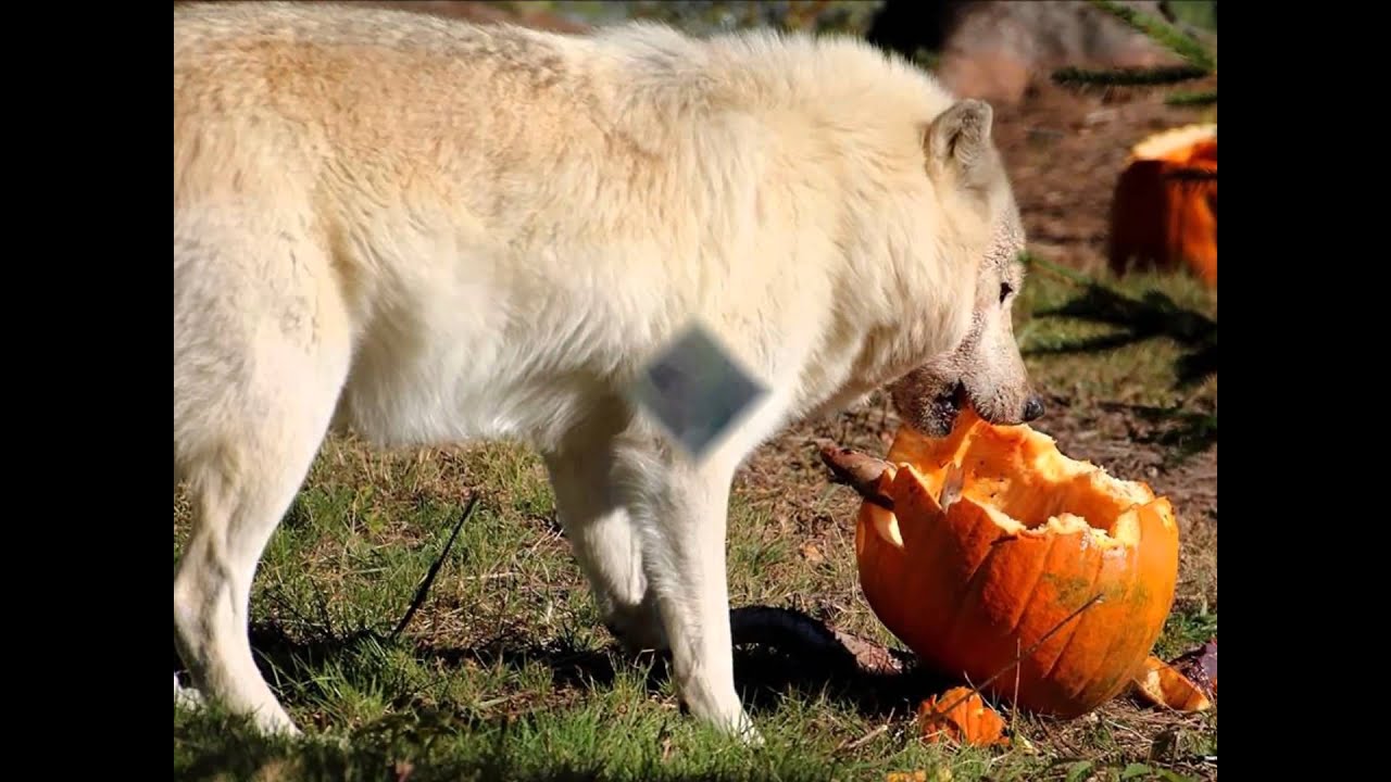 Cherokee Wolf Song By Mother Earth Drum and Singers, Honoring The Spirit Of the Wolf