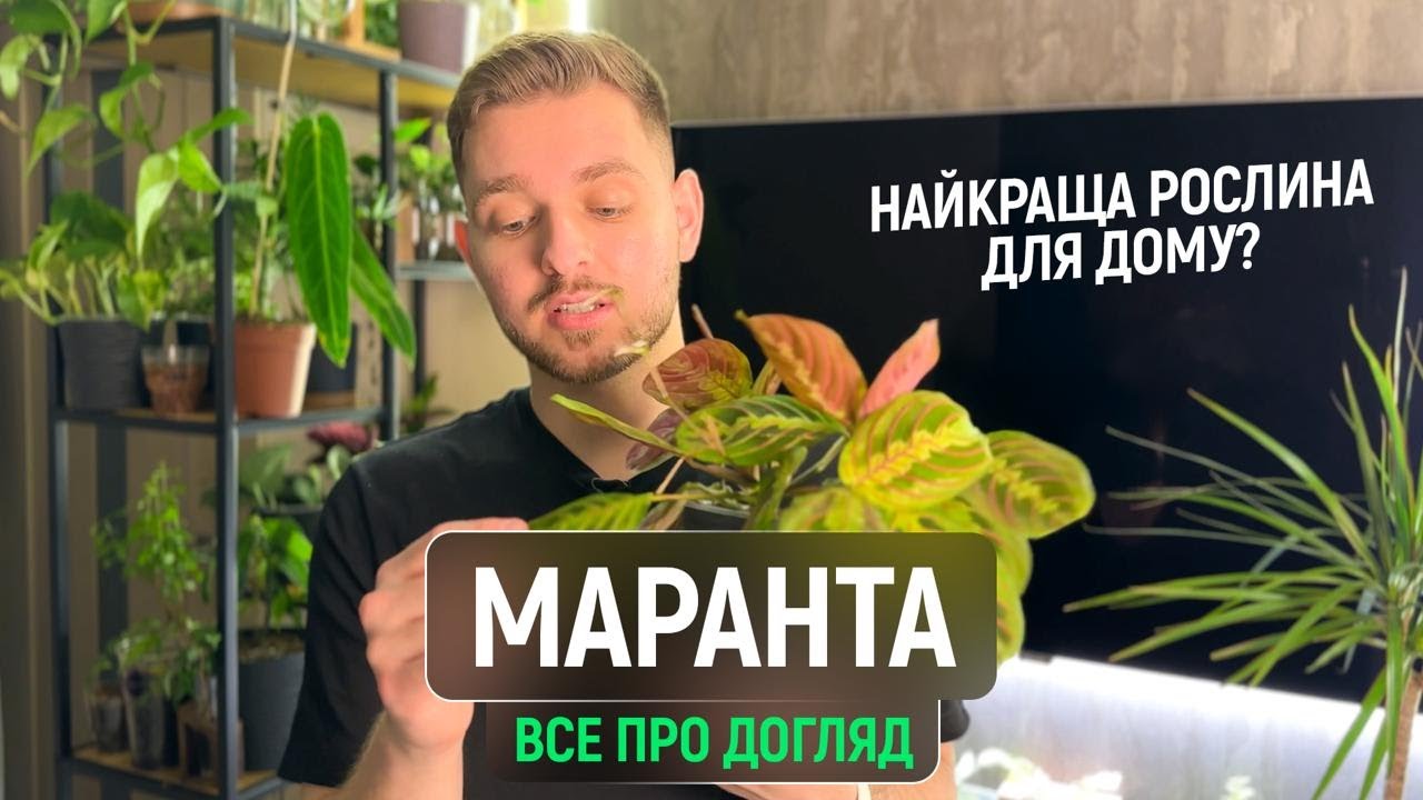 Все про тропічну рослину Маранту | Догляд, Полив, Освітлення, Вологість, Розмноження маранти.
