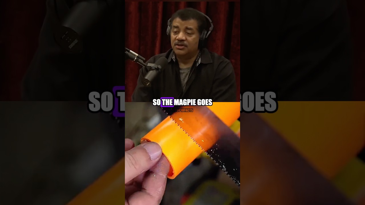 Neil deGrasse Tyson Explains the Smartest Bird on Earth🤯