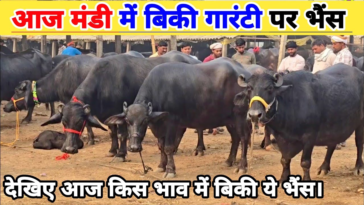 इतनी सस्ती भैंस 😱 यकीन नहीं होगा आज किस भाव में बिकी! Saurai Pashu Mandi 