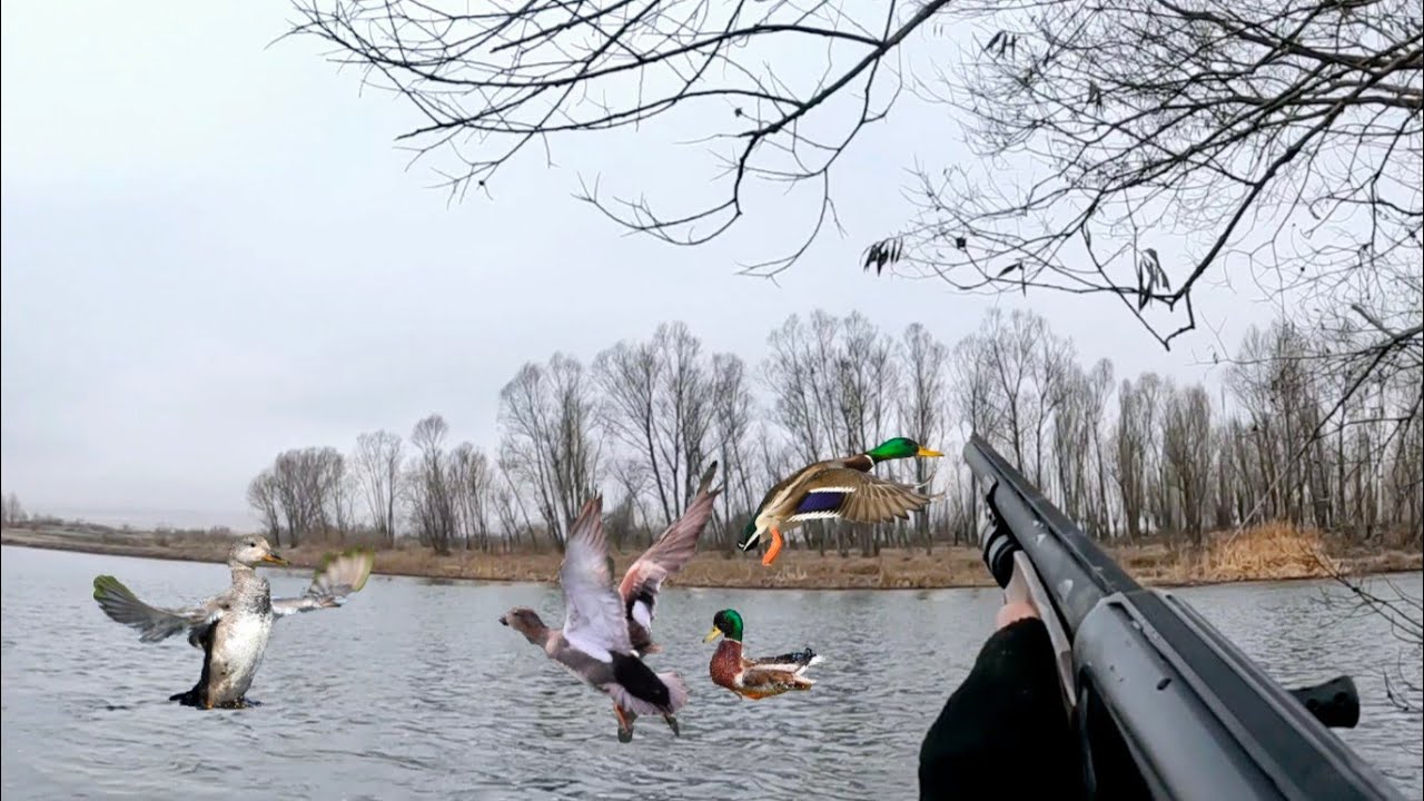 ÖRDEK AVI ( 5 DAKİKA DA KOTA DOLDU) DUCK HUNTİNG DUCK HUNTING УТИНАЯ ОХОТА صيد البط DİRİLİŞ ARMS D12