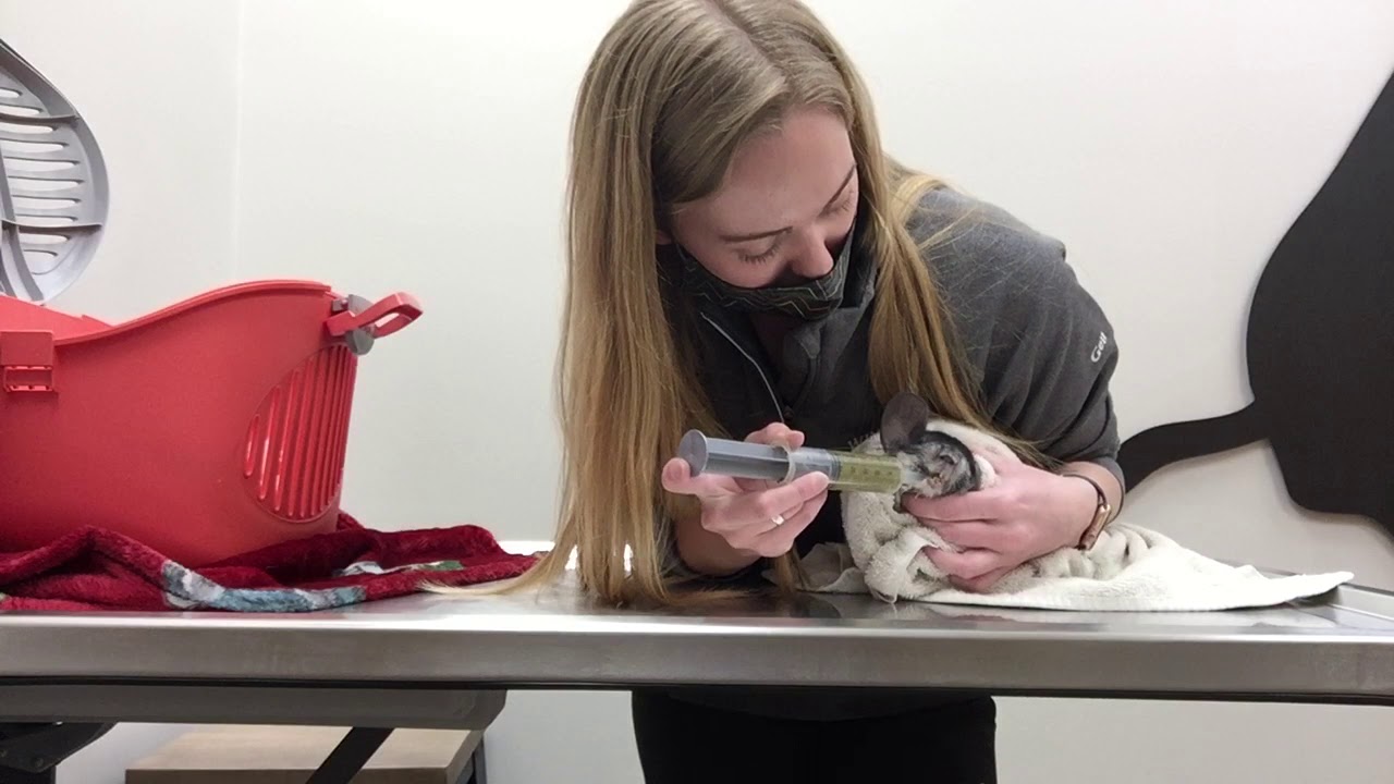 Chinchilla Syringe Feeding - Winrose Animal Hospital